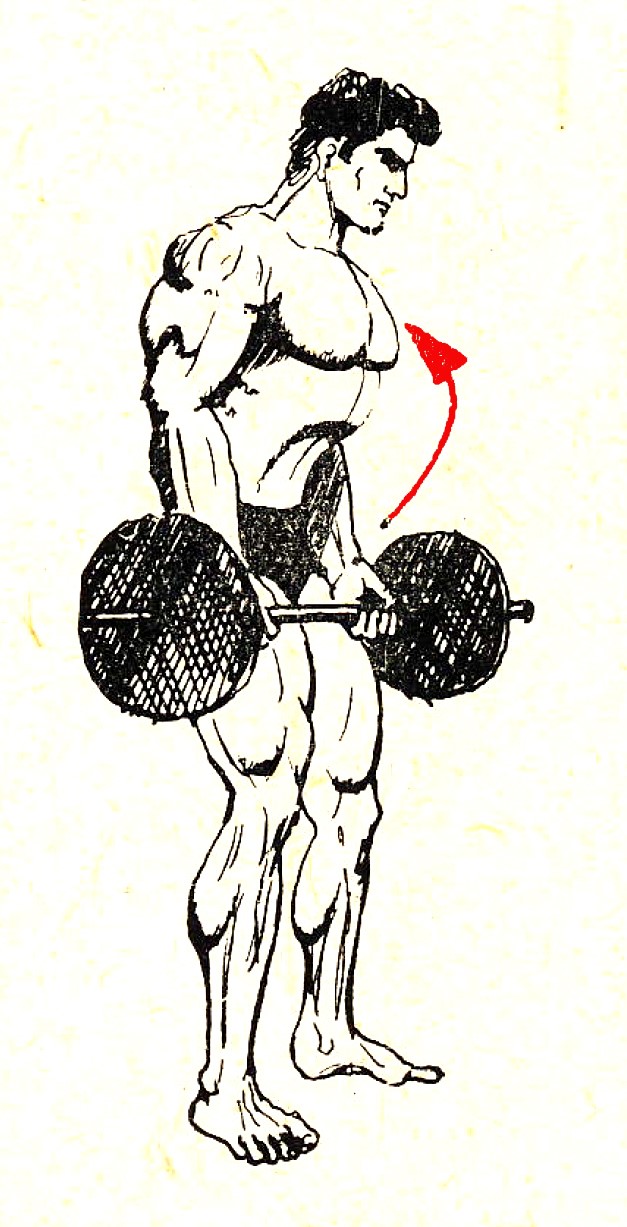 Biceps kresba dviha